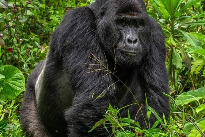 1 Day Rwanda Gorilla Trekking Tour In The Volcanoes National Park - Lunch and the Return Drive Back to Kigali