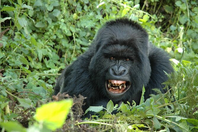 1 Day Rwanda Gorilla Trekking Tour In The Volcanoes National Park - Optional Ibyiwacu Culture Village Stop If Time Allows