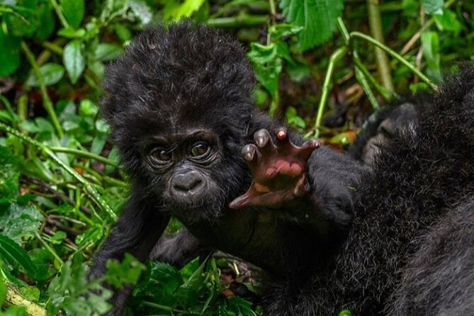 1 Day Rwanda Gorilla Trekking - The pre-dawn start: pickup, drive time, and what to expect