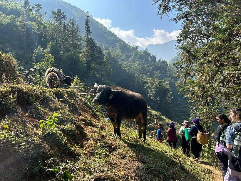 1 Day Sapa Trek&Home-cooked Lunch HmongSisterHouse&Trekking - Who should book this trek, and who should skip it