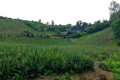 1 Day Trekking Group Tour With Bamboo Cooking / Chiang Rai - Pickup at 9:00 and the Rhythm of an 8-Hour Trek