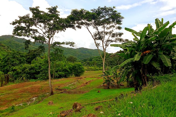 1 Day Trekking Group Tour With Bamboo Cooking / Chiang Rai - Bamboo Cooking Lunch: What Makes It Memorable (Not Just Included)