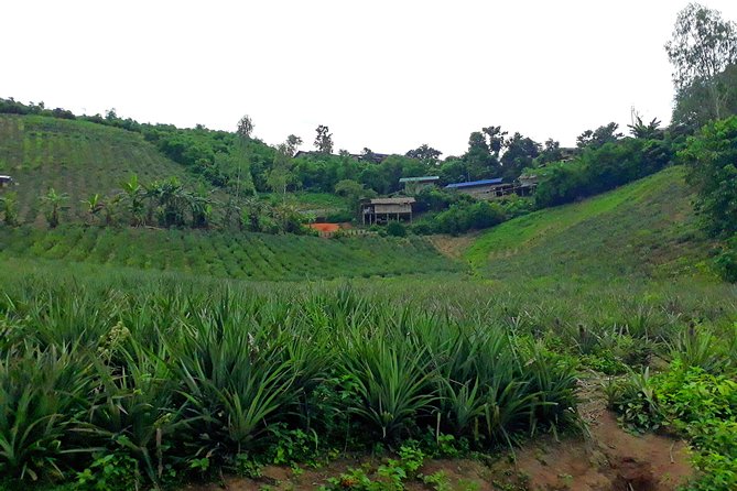 1 Day Trekking Group Tour With Bamboo Cooking / Chiang Rai - Pickup at 9:00 and the Rhythm of an 8-Hour Trek