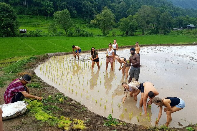1 Day Trekking in Chiang Mai - Who This Trek Is Best For (And Who Should Think Twice)