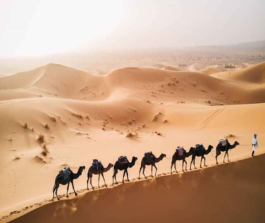 1 night Camel Trek in Merzouga Desert - Key things that make this camel trek worth it