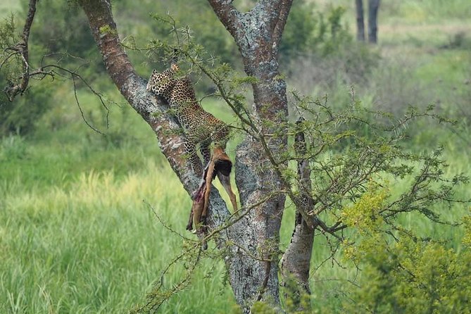 10 Days Affordable Gorilla Trekking Holiday - Queen Elizabeth National Park: predators, then water animals up close
