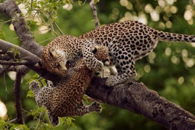 10 Days Affordable Gorilla Trekking Holiday - Kibale Forest chimp trek: the day the forest feels alive