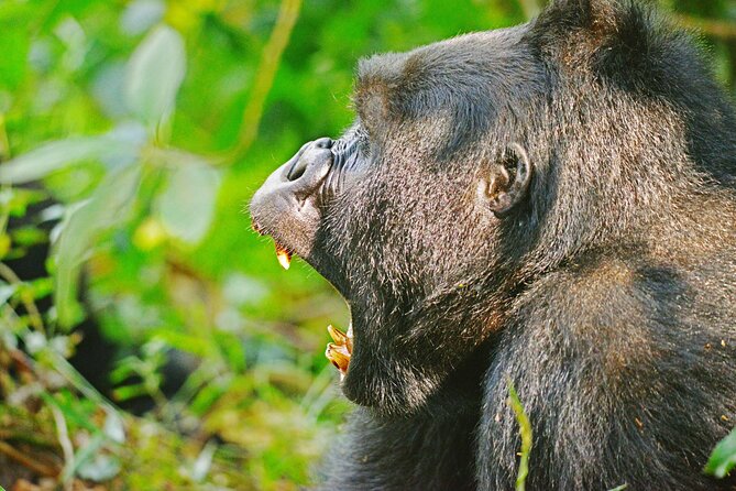 10 Days Affordable Gorilla Trekking Holiday - Ishasha and Bwindi: tree-climbing lions lead into gorilla country