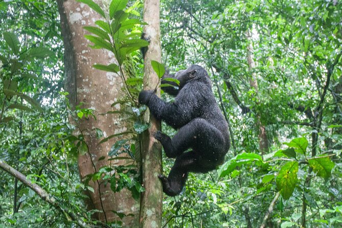 10 Days Affordable Gorilla Trekking Holiday - Bwindi gorilla trekking: permits, one-hour viewing, and trek realities