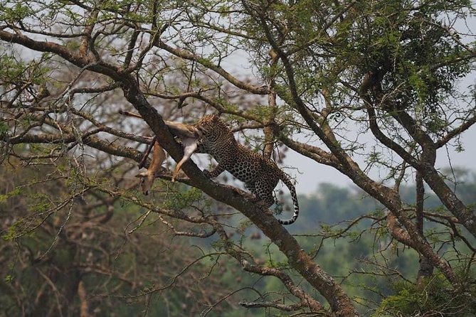10 Days Affordable Gorilla Trekking Holiday - Mgahinga golden monkeys: bamboo trails and a lake change of pace