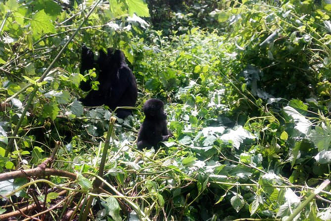 10 Days Uganda Gorilla & Chimpanzee Trekking Safari - Key highlights worth knowing