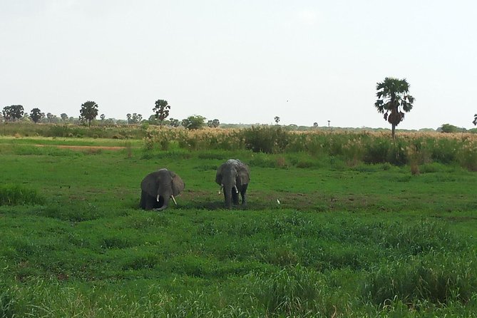 10 Days Uganda Gorilla & Chimpanzee Trekking Safari - A 10-day Uganda circuit that strings together the best days