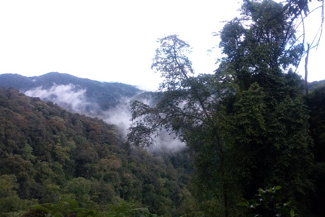 10 Days Uganda Gorilla & Chimpanzee Trekking Safari - Murchison Falls: game drives in the morning, boat time at the falls