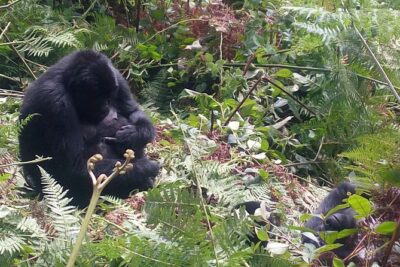 10 Days Uganda Gorilla & Chimpanzee Trekking Safari - Ziwa Rhino Sanctuary and the white rhino trekking day