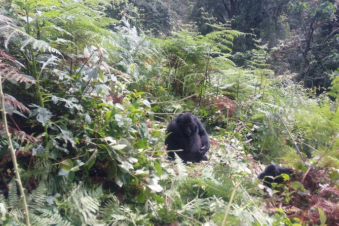 10 Days Uganda Gorilla & Chimpanzee Trekking Safari - Kibale Forest: chimp trekking at Kanyanchu (and the forest rules you’ll actually feel)