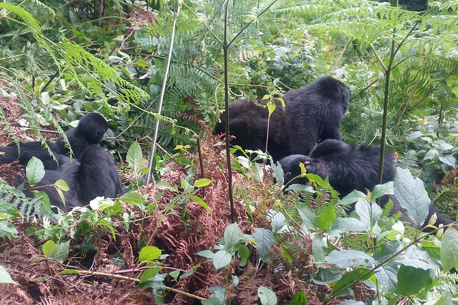 10 Days Uganda Gorilla & Chimpanzee Trekking Safari - Ishasha tree-climbing lions, then the long push into Bwindi