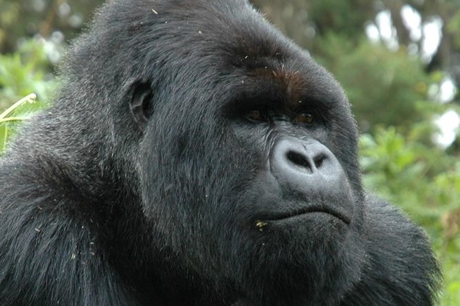 10 Days Uganda Gorilla & Chimpanzee Trekking Safari - Bwindi gorilla tracking: one hour with the giants, and a full day of timing