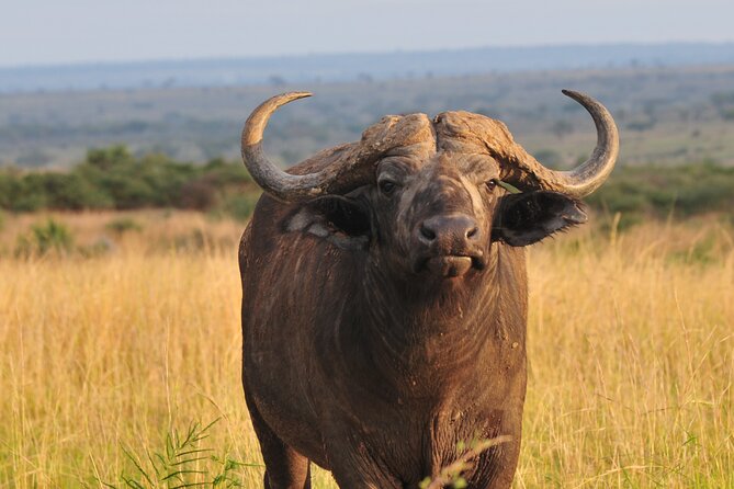 12-Day Big 5, Chimp & Gorilla Trekking Safari - Murchison Falls: early game drive plus Nile cruise