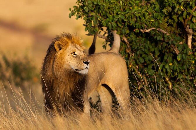 12 Days wildebeest migration Masai Mara Nakuru Uganda gorilla trekking safari - Key highlights you should know