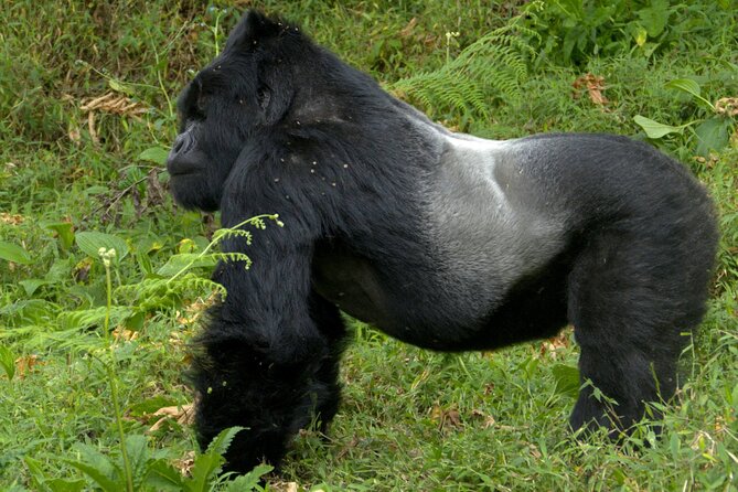 12 Days wildebeest migration Masai Mara Nakuru Uganda gorilla trekking safari - Nairobi-to-Road Trip: Getting Started Near the Airport