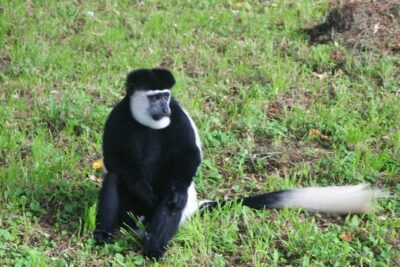 12 Days wildebeest migration Masai Mara Nakuru Uganda gorilla trekking safari - Maasai Mara National Reserve: Where the Big Cats and Big Numbers Meet