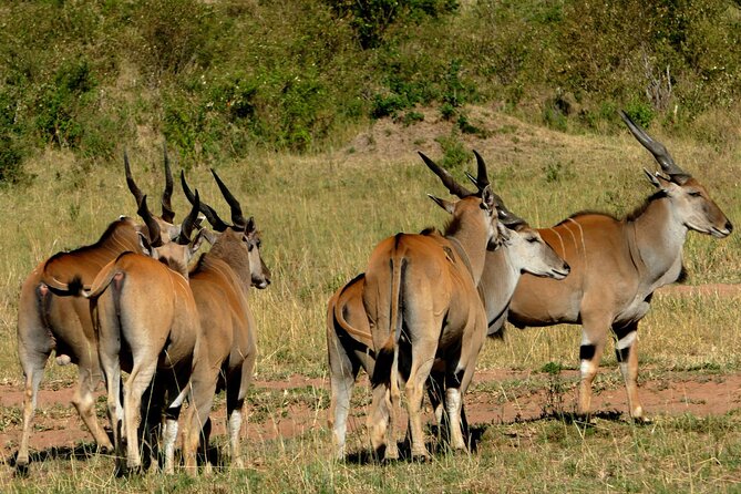 12 Days wildebeest migration Masai Mara Nakuru Uganda gorilla trekking safari - Lake Bunyonyi: A High-Altitude Pause Before Gorilla Trekking