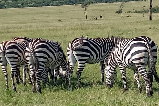 12 Days wildebeest migration Masai Mara Nakuru Uganda gorilla trekking safari - Mgahinga Gorilla National Park Trek: The Day You’ll Talk About for Years