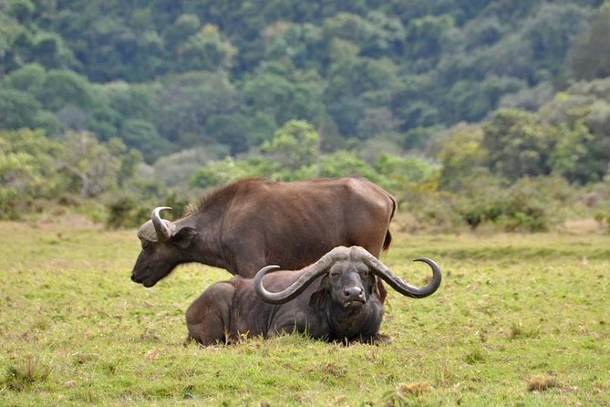 13 Days Adventure in Tanzania - Trekking and Wildlife Safari - Safari + Machame Route: why this combo works