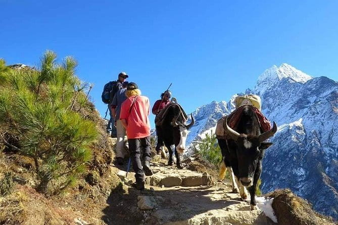 14 Days Everest Base Camp Trekking - Tyangboche to Pangboche: your first real taste of Khumbu classics
