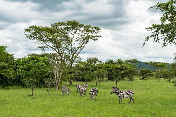 14 Days Uganda Safari Adventure, Gorilla Trekking and WildlifeTour - Key Things To Know Before You Go