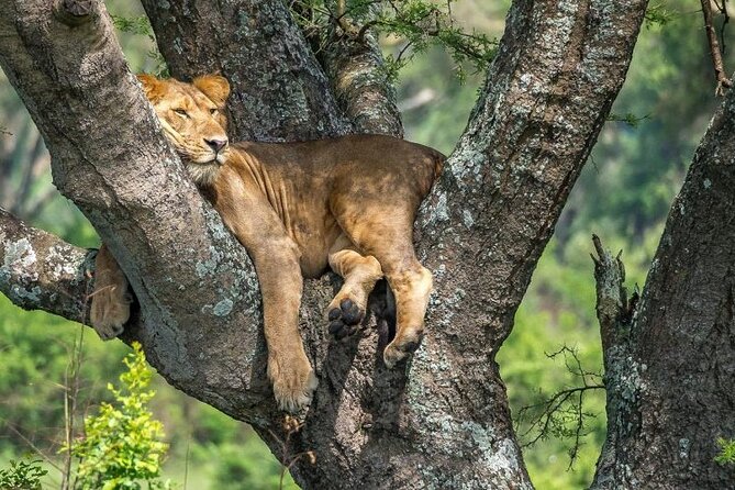 14 Days Uganda Safari Adventure, Gorilla Trekking and WildlifeTour - Kampala Start: Private Service and the Human Touch