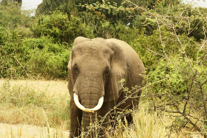 14 Days Uganda Safari Adventure, Gorilla Trekking and WildlifeTour - Queen Elizabeth National Park: Game Drives Plus Boat Croises for Crocs and Hippos