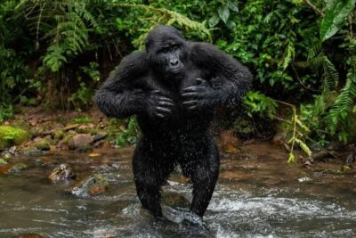 14 Days Uganda Safari Adventure, Gorilla Trekking and WildlifeTour - Day 1 Route: Ziwa Rhino Sanctuary for Real Tracking Energy