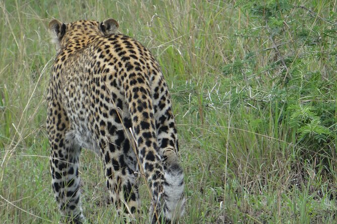 14 Days Uganda Safari Adventure, Gorilla Trekking and WildlifeTour - Kibale National Park: Chimpanzee Trekking and Bigodi’s Wetland Buzz