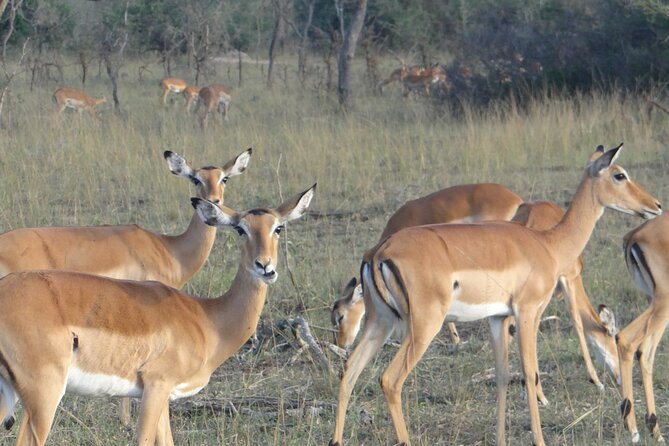 14 Days Uganda Safari Adventure, Gorilla Trekking and WildlifeTour - Kyambura Gorge to Ishasha: Chimp Tracking and Tree-Climbing Lions