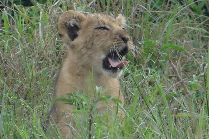 14 Days Uganda Safari Adventure, Gorilla Trekking and WildlifeTour - Virunga Volcanoes and Echuya Forest: A Cultural Stop That Adds Context