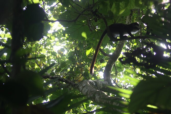 14 Days Uganda Safari Adventure, Gorilla Trekking and WildlifeTour - Mgahinga Gorilla National Park: Golden Monkeys and Lake Mutanda Evenings