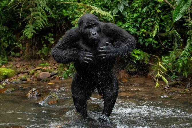 14 Days Uganda Safari Adventure, Gorilla Trekking and WildlifeTour - Day 1 Route: Ziwa Rhino Sanctuary for Real Tracking Energy