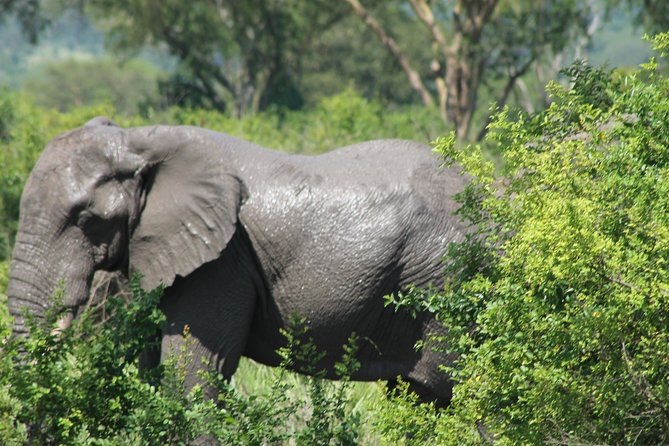 15-Day Gorilla and chimps Trekking, Big 5 and Nature Sighting Safari - Kampala to Entebbe: the trip starts with a plan, not guesswork