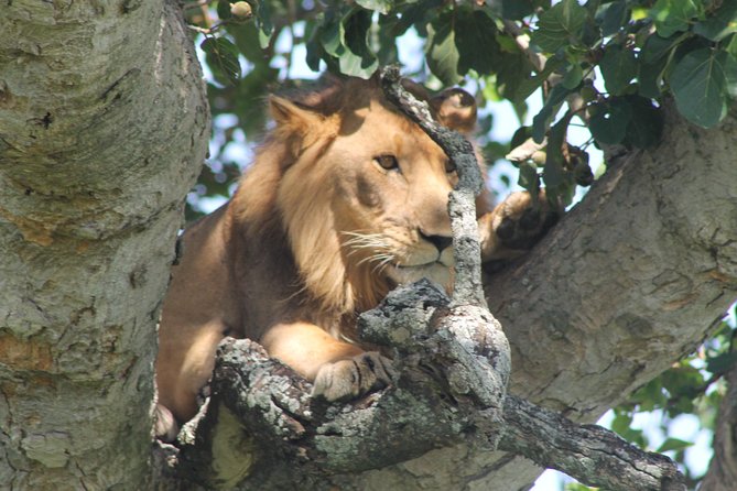 15-Day Gorilla and chimps Trekking, Big 5 and Nature Sighting Safari - Kibale Forest: chimp trekking plus the Top of the World hike