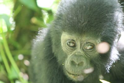 15-Day Gorilla and chimps Trekking, Big 5 and Nature Sighting Safari - Mabamba Swamp and shoebills: start with the oddball birds