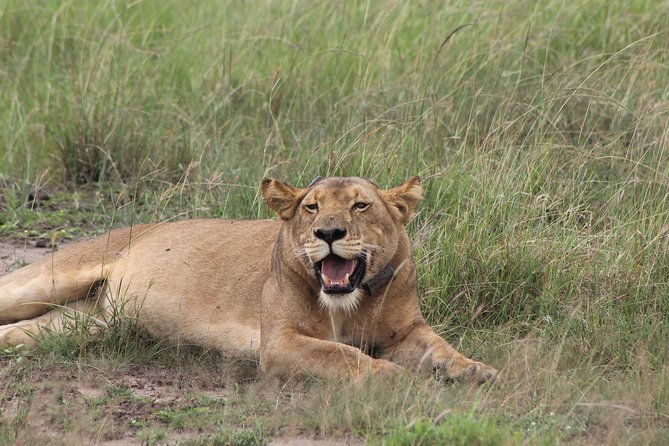 15-Day Gorilla and chimps Trekking, Big 5 and Nature Sighting Safari - Gorilla trekking in the forest: where the schedule turns serious