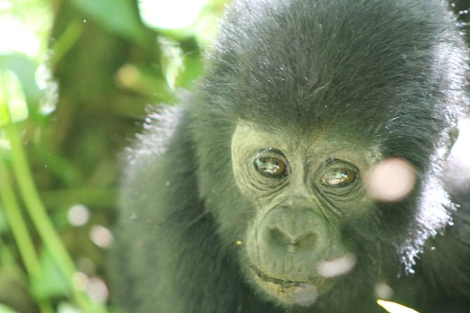 15-Day Gorilla and chimps Trekking, Big 5 and Nature Sighting Safari - Mabamba Swamp and shoebills: start with the oddball birds