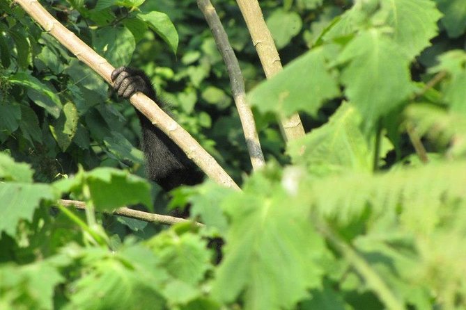 2 Day Gorilla Trekking Safari in Uganda via Kigali - Day 1 arrival: Bwindi’s early afternoon and optional Lake Mutanda time