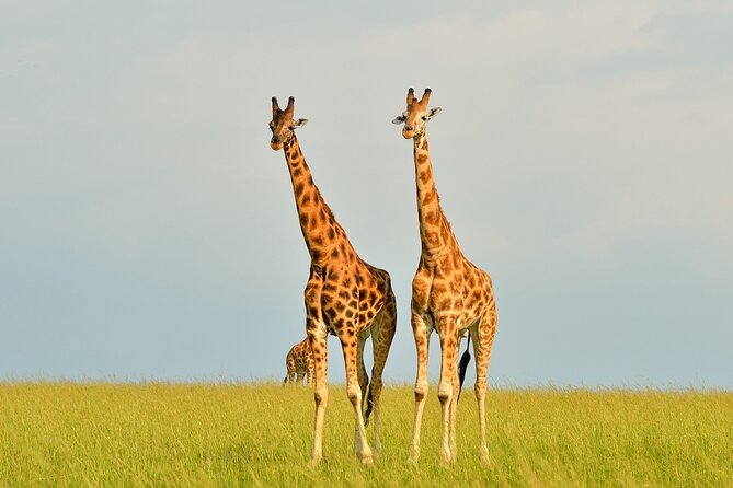 2 Day Guided Murchison Falls And Zziwa Rhino Trekking Safari - Murchison Falls + Zziwa Rhino in two days: the real idea