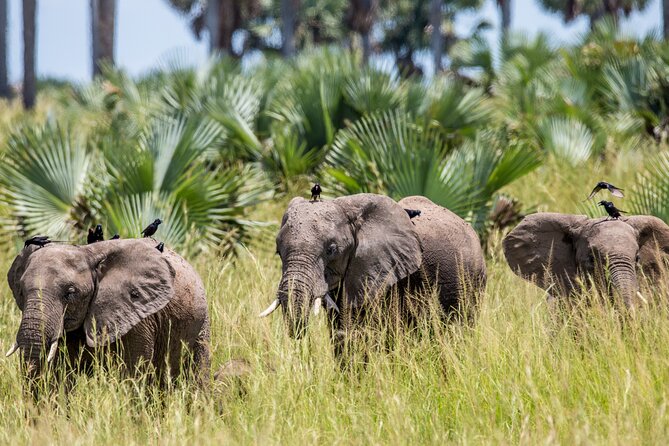 2 Day Guided Murchison Falls And Zziwa Rhino Trekking Safari - Day 1 in plain terms: what you’ll likely see