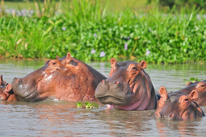 2 Day Guided Murchison Falls And Zziwa Rhino Trekking Safari - Wildlife reality check: rhinos, Big Five, and what’s actually possible