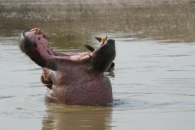 2 Day Guided Murchison Falls And Zziwa Rhino Trekking Safari - Price and value: what $1,250 buys you in a practical safari