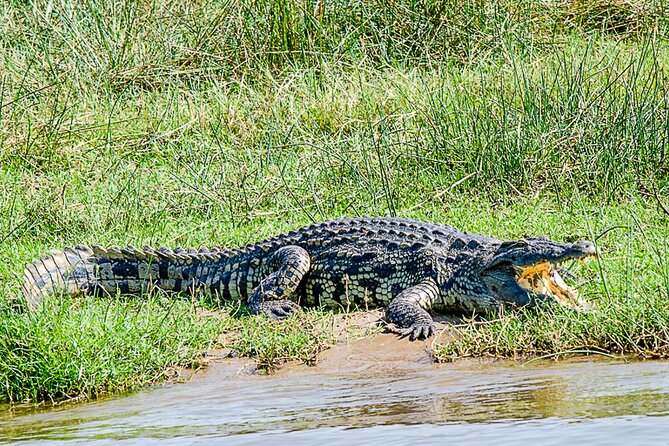 2 Day Guided Murchison Falls And Zziwa Rhino Trekking Safari - What it’s like with Weitz Safaris and their guides