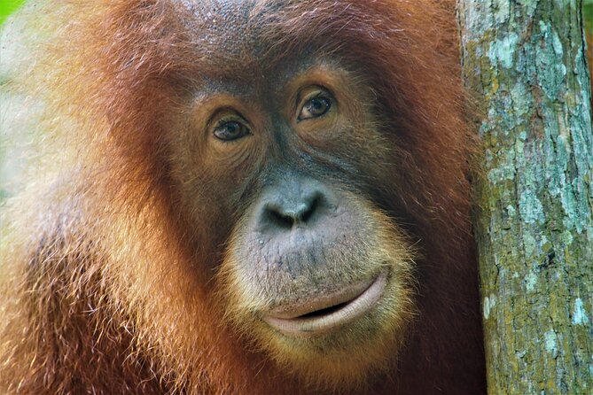 2-Day Jungle Trekking & Rafting in North Sumatra - From North Sumatra pickup to Leuser on day one